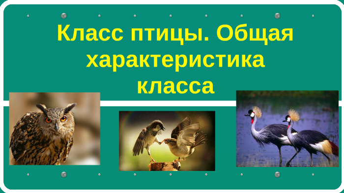 характеристика общая для змей и птиц