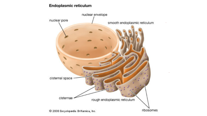 Rough Endoplasmic Reticulum project by Olivia Buzell