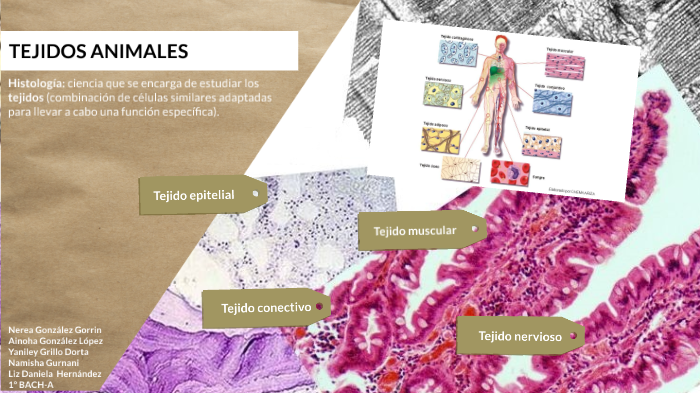 Tejidos Animales By Ainoha Gonzalez On Prezi Next