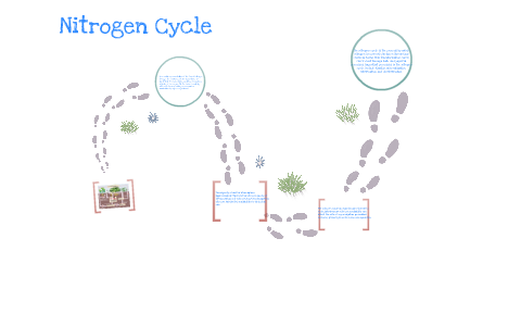 Nitrogen Cycle by Angela Alvarado on Prezi