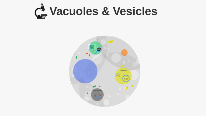 Vacuoles &Amp; Vesicles By Cynthia Jennings Vacuoles &Amp; Vesicles By Cynthia Jennings