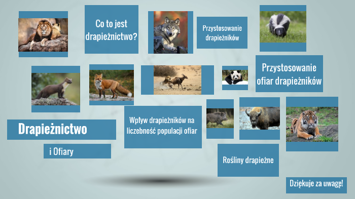 Drapieżnictwo by Patrycja Czyżewska on Prezi