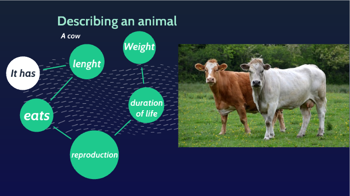 Describing a cow by NAYARA ROMO MULAS on Prezi