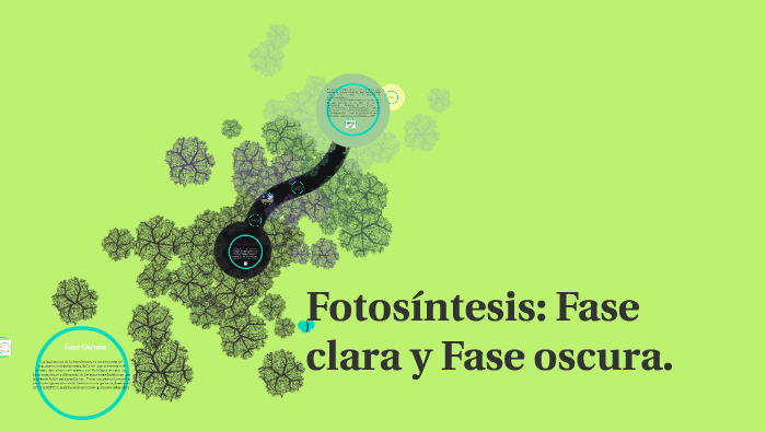 Fotosíntesis: Fase clara y Fase oscura. by Flor Campos