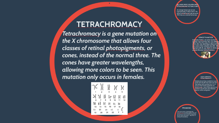 Tetrachromacy By Laci Parde On Prezi