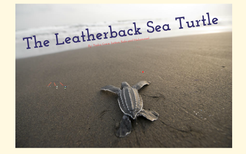 The Leatherback Sea Turtle by Tasha Haddad on Prezi