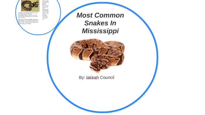 Most Common Snakes In Mississippi by lakirah council on Prezi