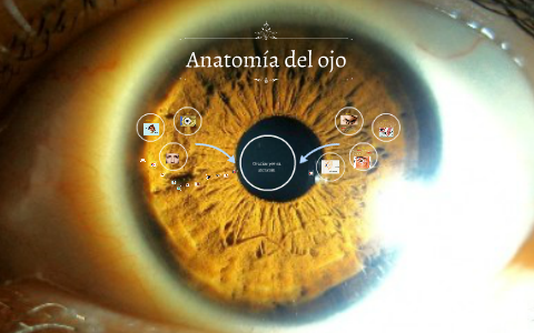 Anatomia del ojo by fatima otero on Prezi