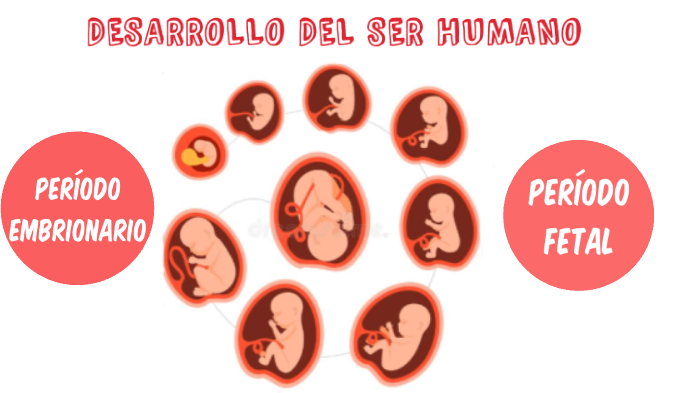 Desarrollo Embrionario y Fetal by Yazmin Elias on Prezi