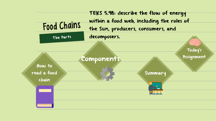 4 Main Parts Of A Food Chain