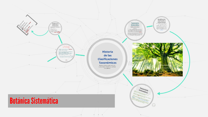 Botánica Sistemática By Donelly Quintanilla 8968