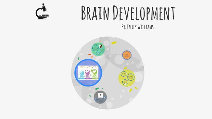 Brain Development by Emily Williams on Prezi