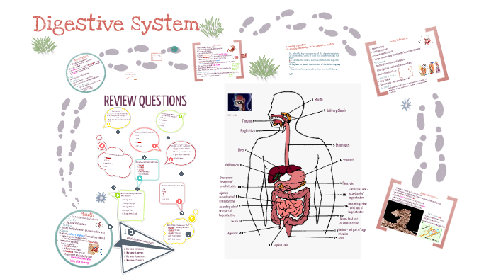 Digestive system activities high school picture