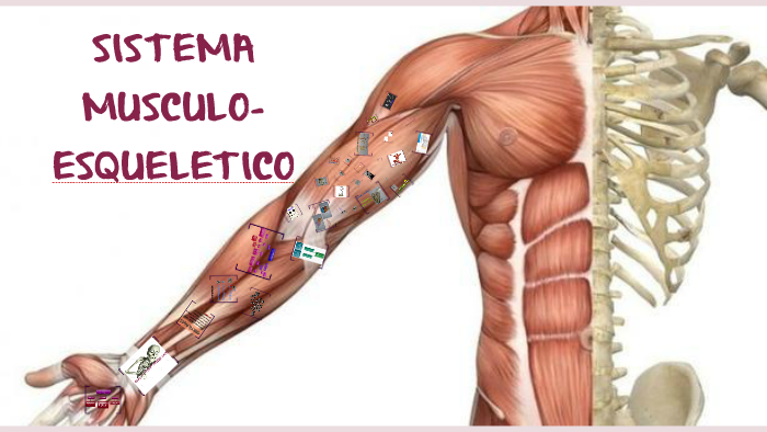 SISTEMA MUSCULO-ESQUELETICO by Karen Alandete on Prezi