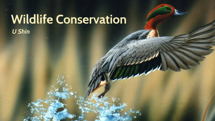 Wildlife Conservation by u shin on Prezi