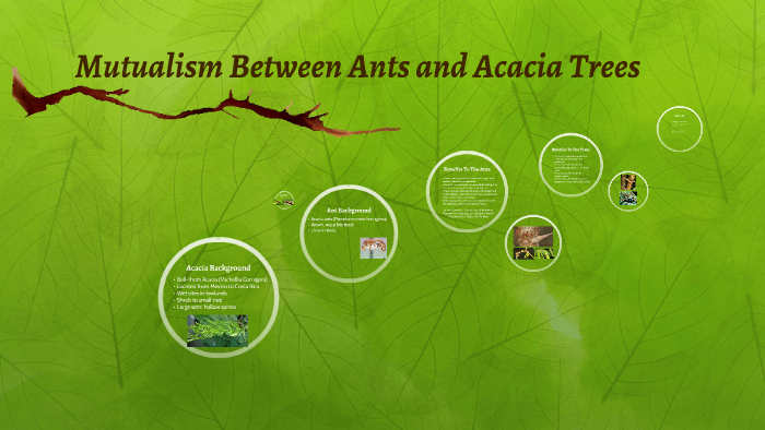 acacia ants