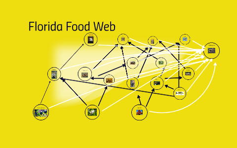 Florida Food Web by danielle aguayo on Prezi