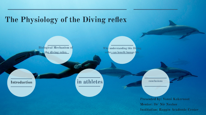 The Physiology of the Diving reflex by Yonni Kokernoot on Prezi Next