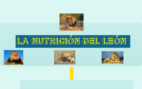 LA NUTRICIÓN DEL LEÓN by CeliaValeriaAitana Segundo A on Prezi Next
