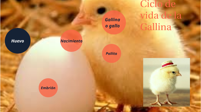 ciclo de vida de un huevo de gallina