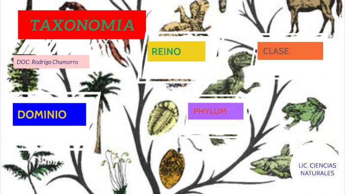 TAXONOMIA ANIMAL by RODRIGO JOSE CHAMORRO CORDOBA on Prezi