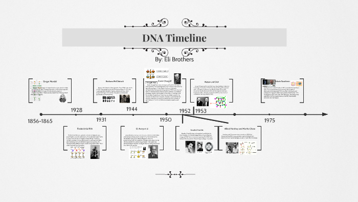 dna-timeline-by-eli-b