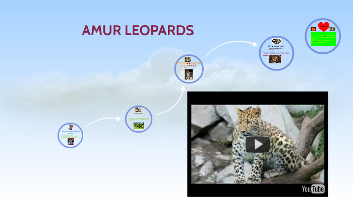 Why are Amur leopards dying? by Sarah Wilkie on Prezi