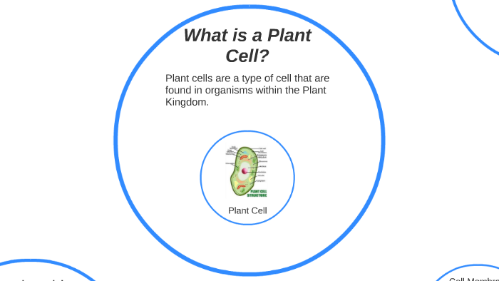 Plant Cell Presentation by Hope Stainthorpe