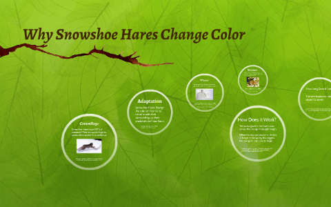 Why Snowshoe Hares Change Color by Deborah Lowery Knapp on Prezi