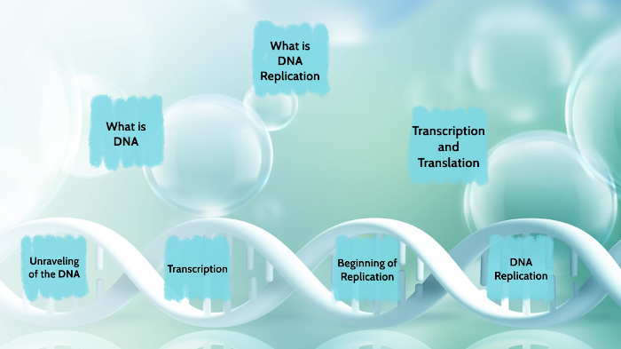 DNA Replication by Kevin Liu on Prezi