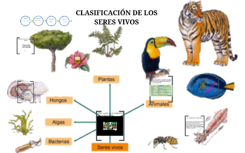 CLASIFICACIÓN DE LOS SERES VIVOS by evelys yanith babilonia de luque on ...