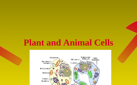 Plant and Animal Cells by Cody Rusz on Prezi