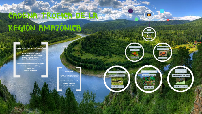 Cadena Trofica de la Region Amazonica by geraldine escarraga on Prezi