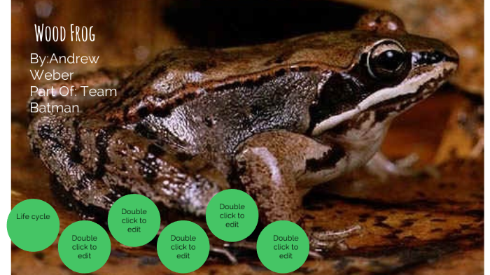 Wood Frog Life Cycle