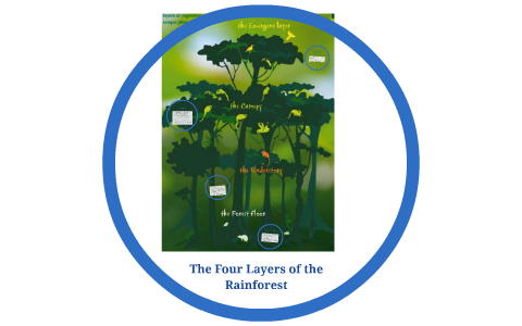 The Four Layers of the Rainforest by Amera Covert on Prezi
