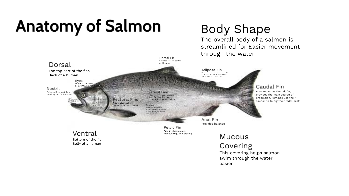 Anatomy of Salmon by Steven Ray on Prezi