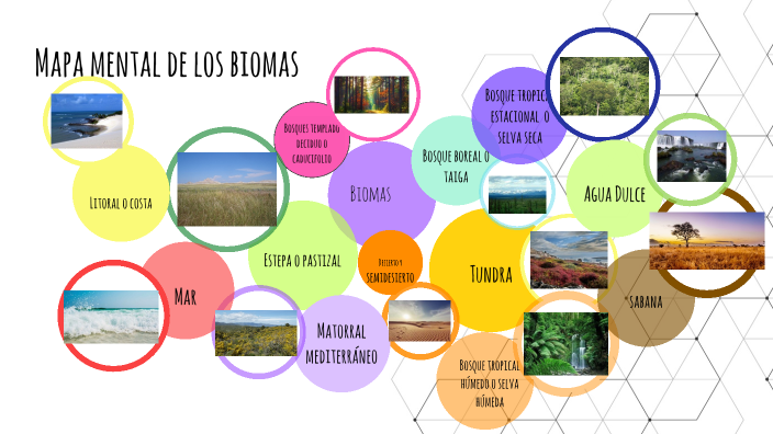 biomas by juana torres gallegos on Prezi