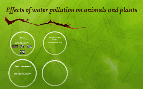water pollution effects on plants