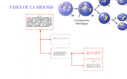 FASES DE LA MEIOSIS by Anabella Cevallos on Prezi