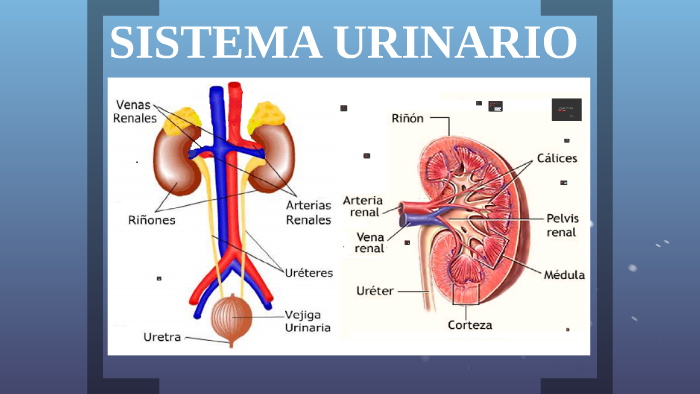 SISTEMA URINARIO by alexander escobar calderon on Prezi