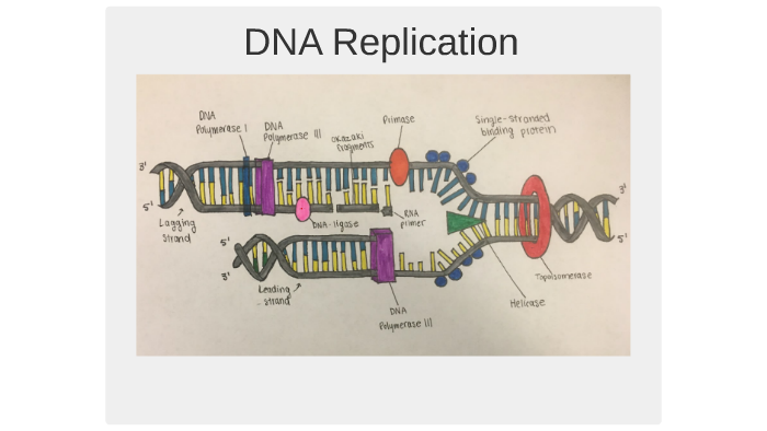 DNA Replication by Natalie Bohn on Prezi