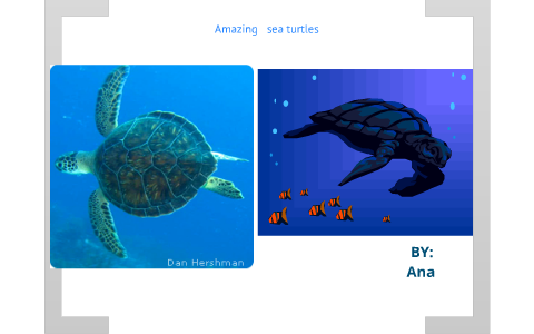Amazing Sea Turtles by Anastasia Qsi on Prezi