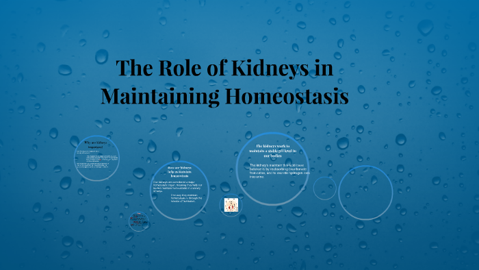role of kidney in homeostasis essay