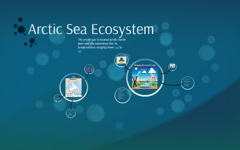 Arctic Sea Ecosystem by Joy Mwesigwa on Prezi