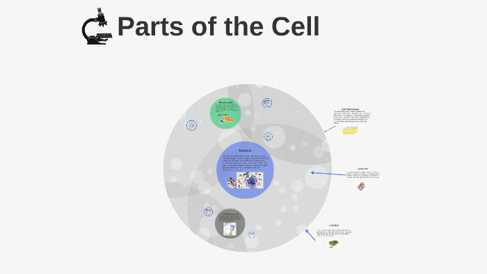 Parts of the Cell by Kate Uchida on Prezi