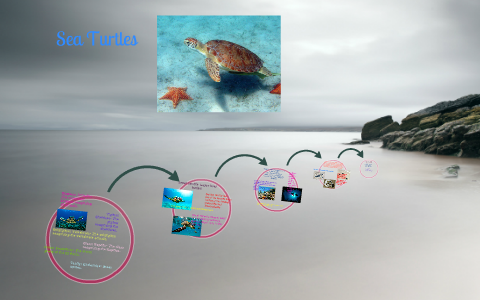Sea Turtles by Naomi Lapp on Prezi