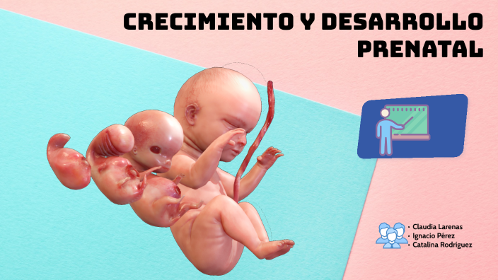 Crecimiento prenatal by Catalina Valentina Rodriguez Casas on Prezi