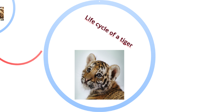 life-cycle-of-a-tiger-by-liam-story-dolheguy