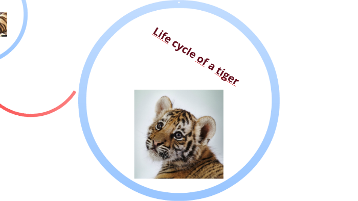 Life Cycle Of A Tiger By Liam Story Dolheguy On Prezi