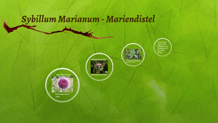 marienmariendistel-sybillum-marianum-by-annette-heizmann-on-prezi